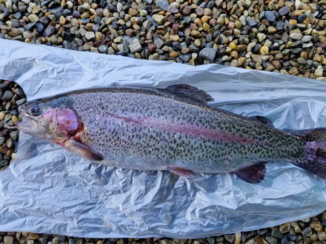 Regenbogenforelle
