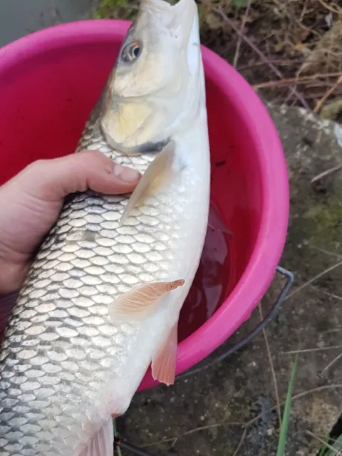 Döbel