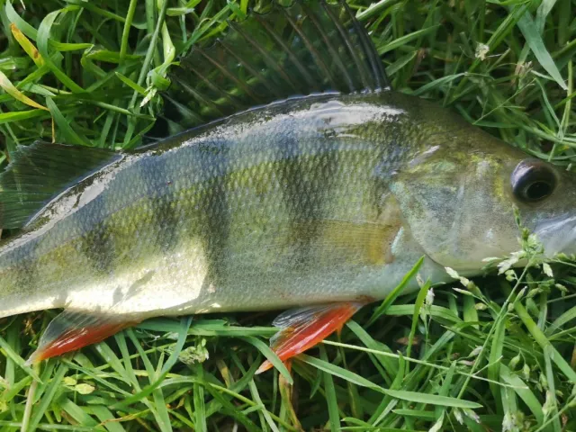 Flussbarsch