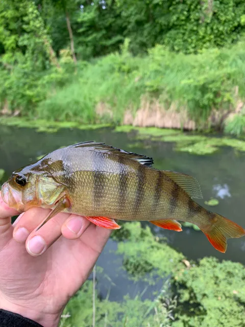Flussbarsch