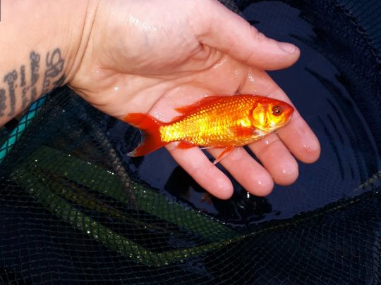 Goldfisch