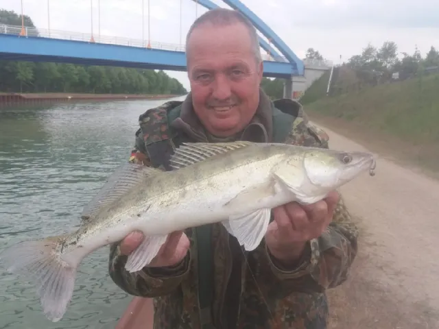 Zander