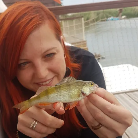 Flussbarsch