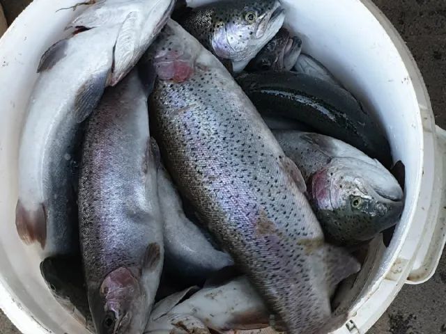 Regenbogenforelle