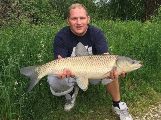 Graskarpfen