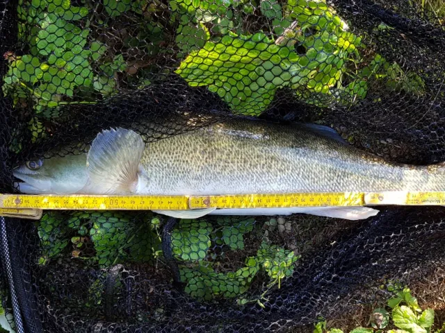 Zander