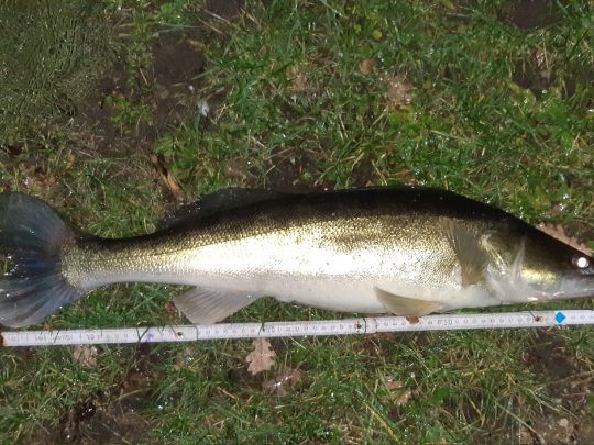 Zander