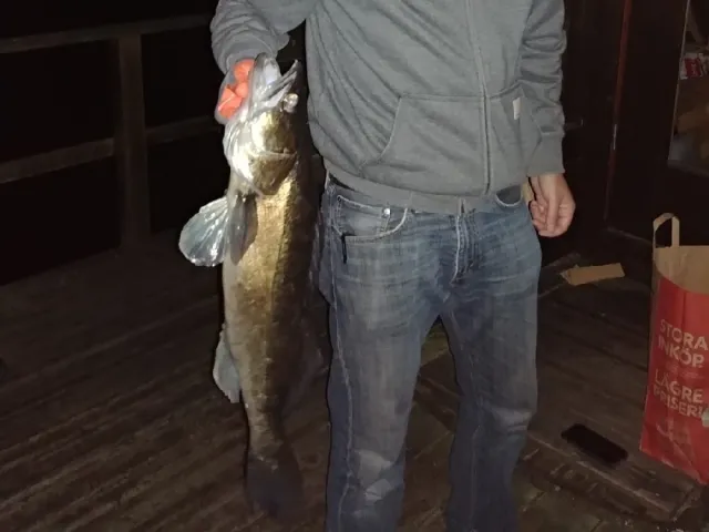 Zander