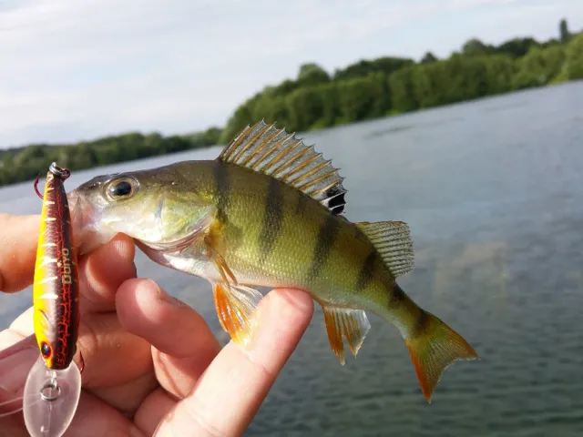 Flussbarsch