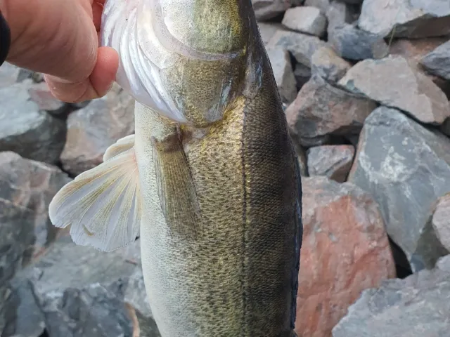 Zander