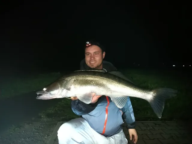 Zander