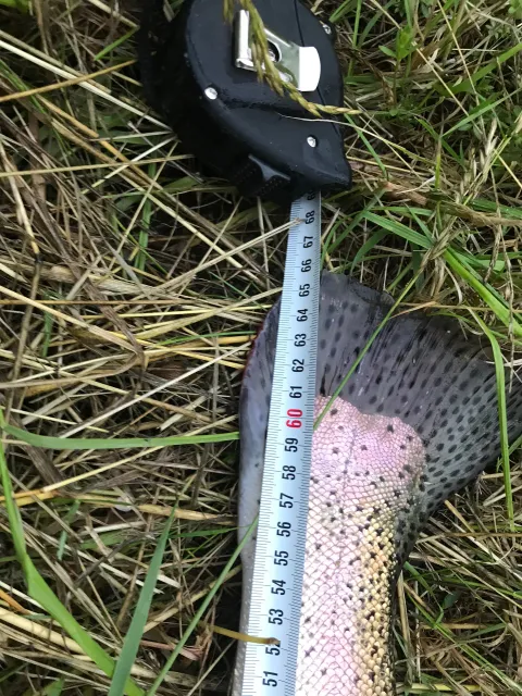 Regenbogenforelle