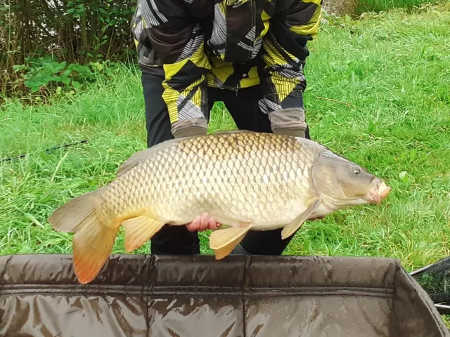 Karpfen