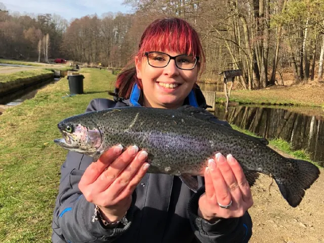 Regenbogenforelle