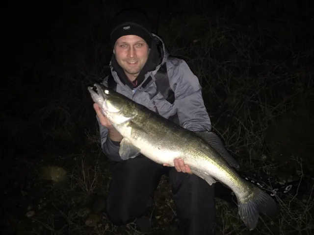 Zander