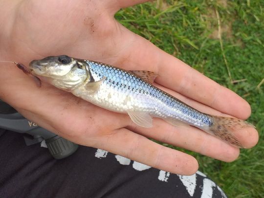Gründling