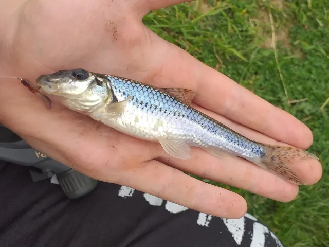 Gründling