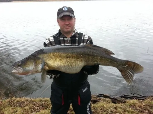 Zander