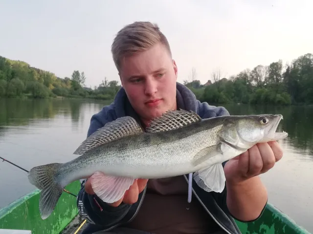 Zander