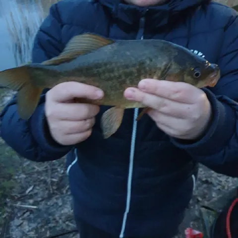 Giebel