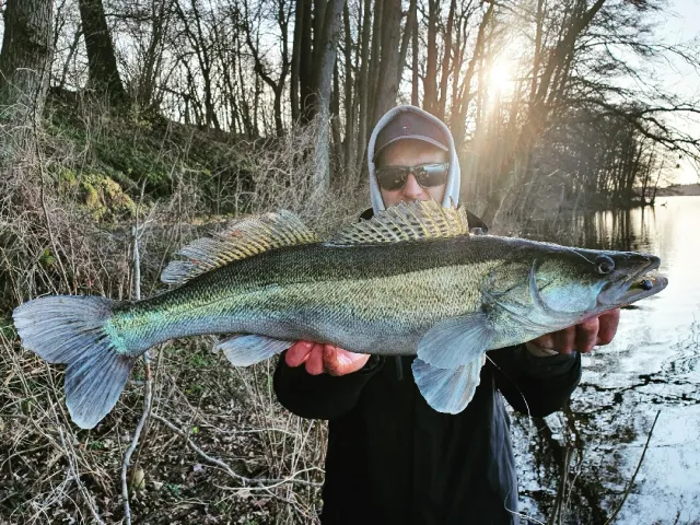 Zander