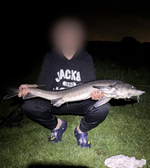 Stör