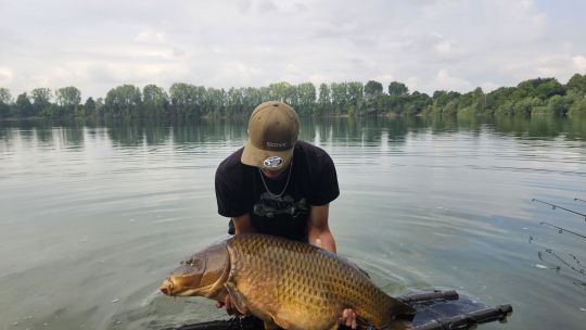 Karpfen