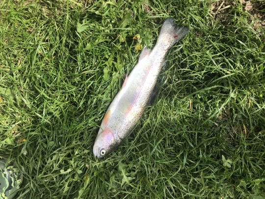 Regenbogenforelle