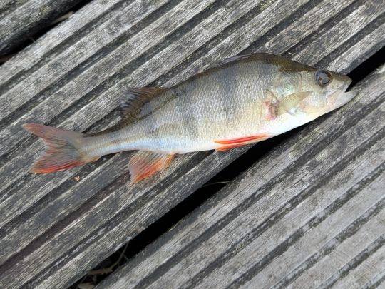 Flussbarsch