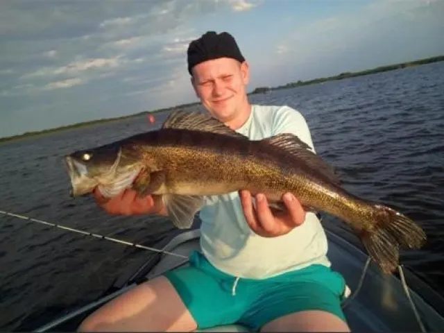 Zander