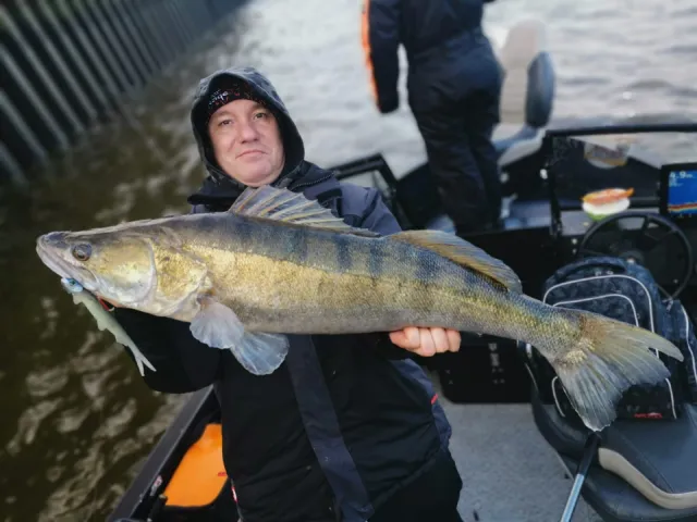 Zander