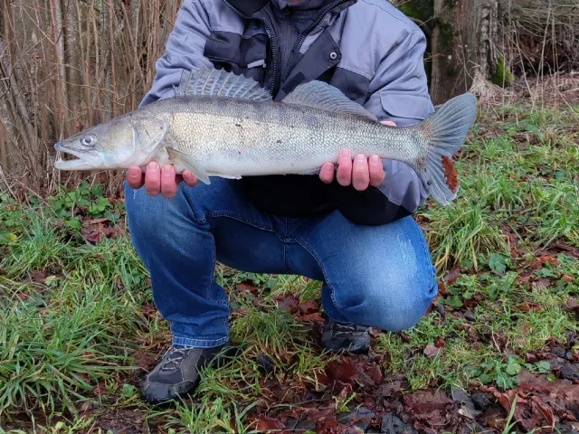 Zander