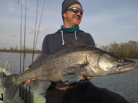 Zander