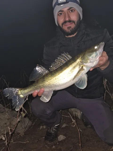 Zander