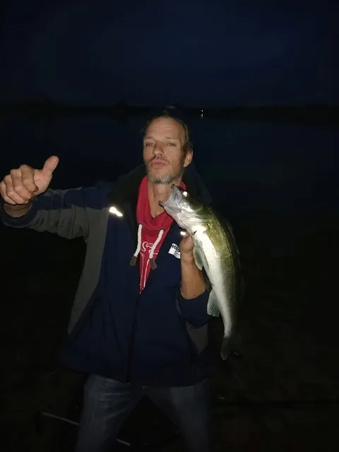 Zander