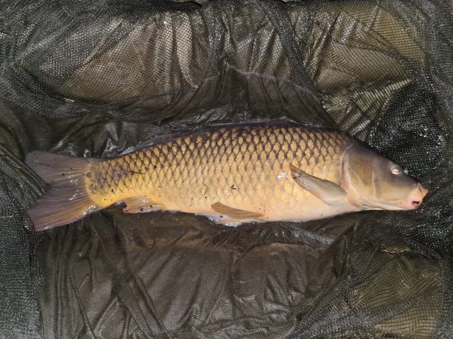 Karpfen