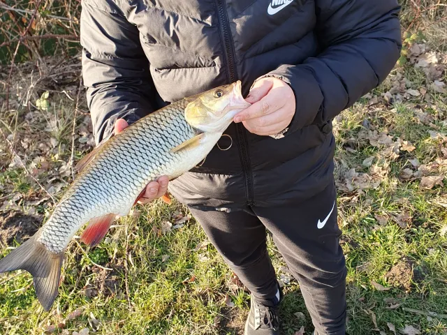 Döbel