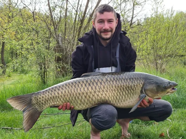 Graskarpfen