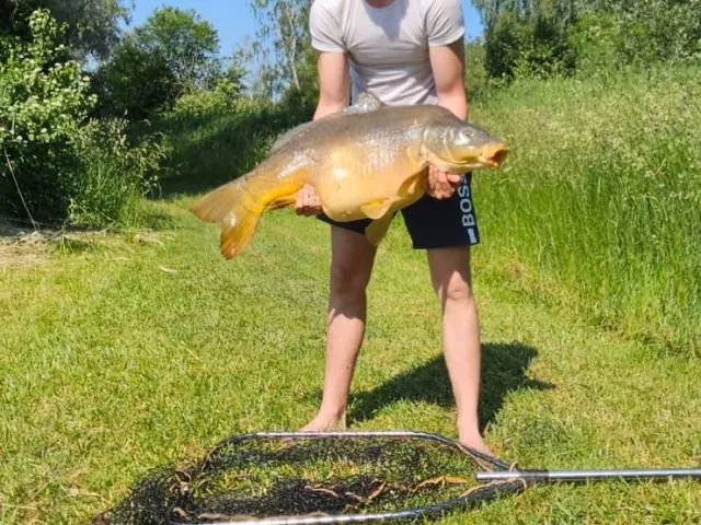 Karpfen