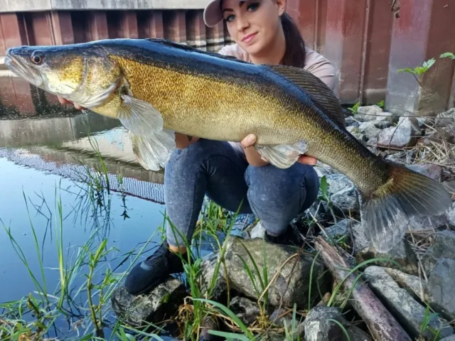 Zander