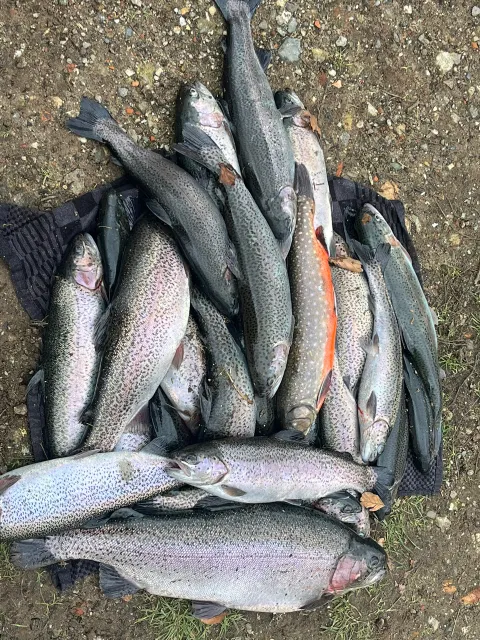 Regenbogenforelle