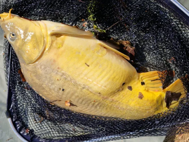Karpfen