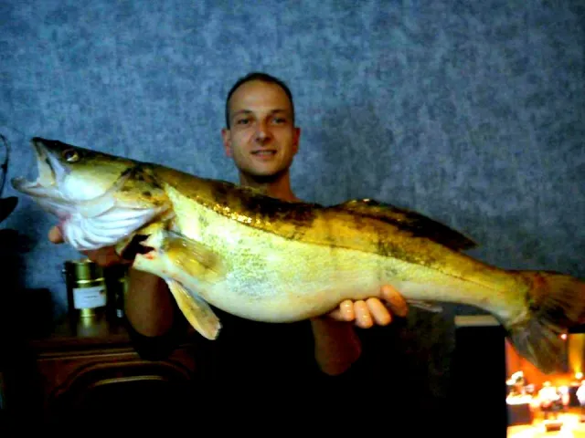 Zander
