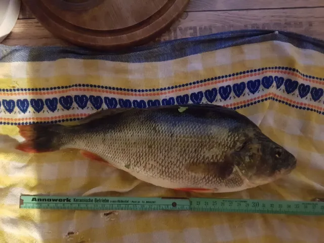 Flussbarsch