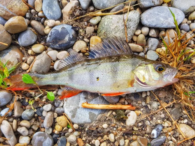 Flussbarsch