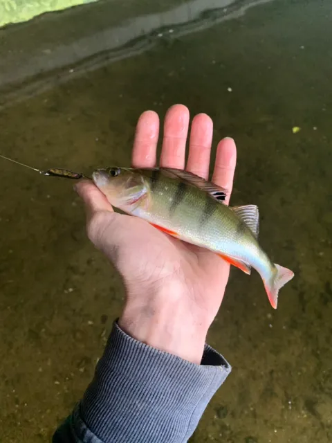 Flussbarsch