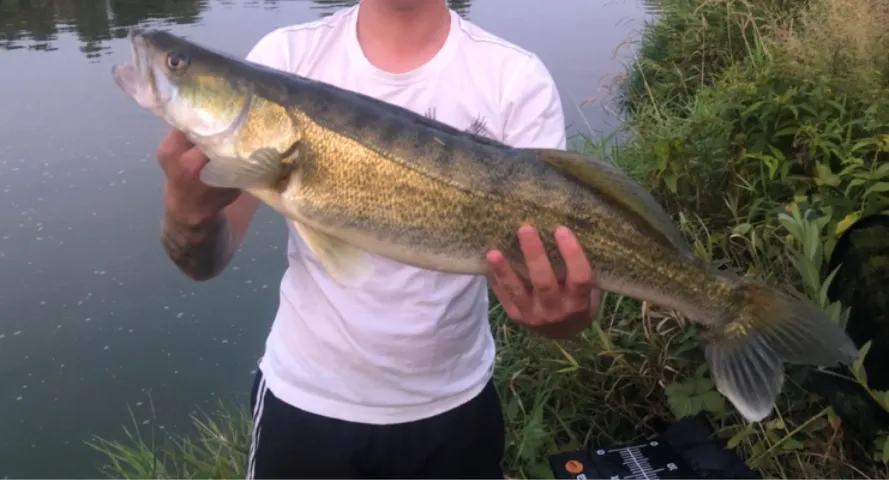 Zander