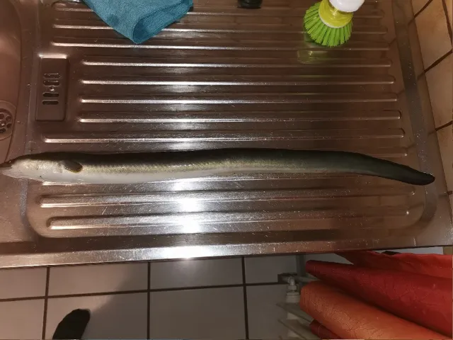 Aal