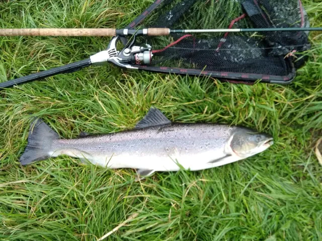 Lachs
