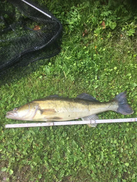 Zander